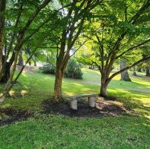 Mother's Tree in background (upper left) 2023